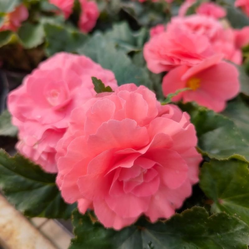 Tuberous Begonias