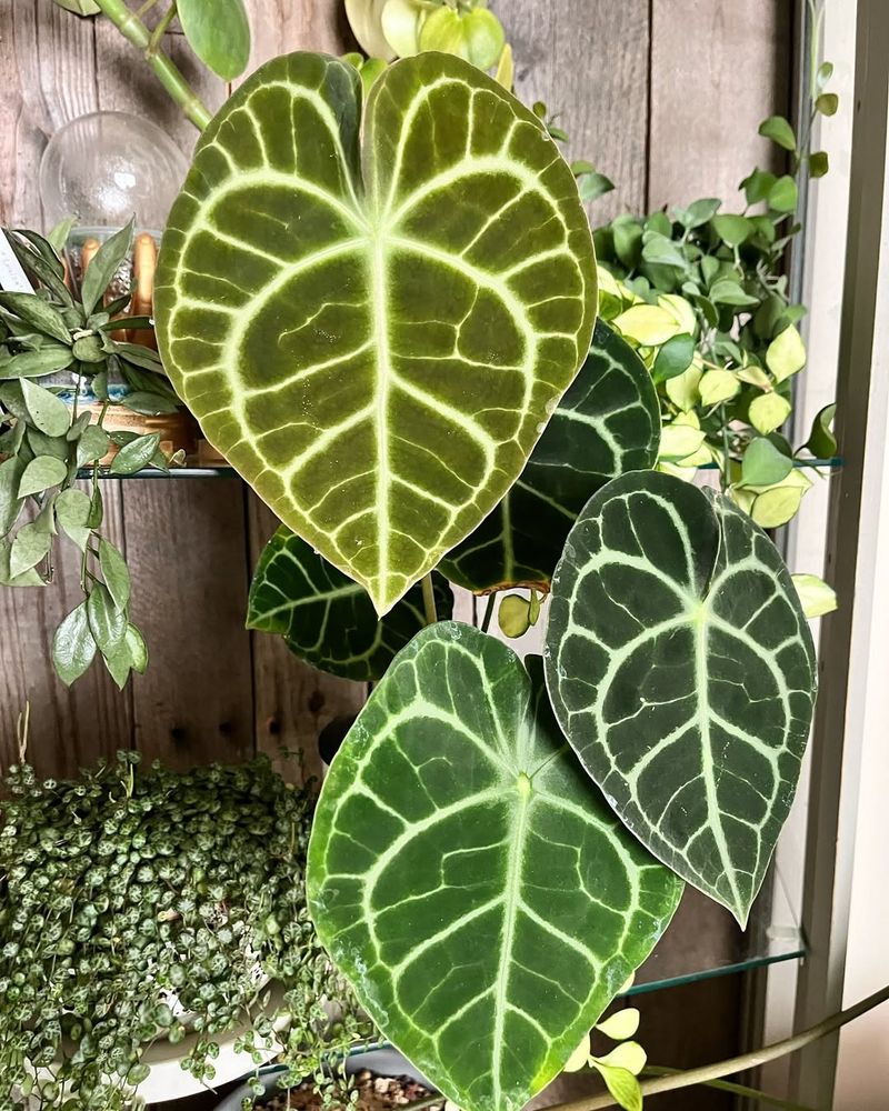Anthurium Clarinervium