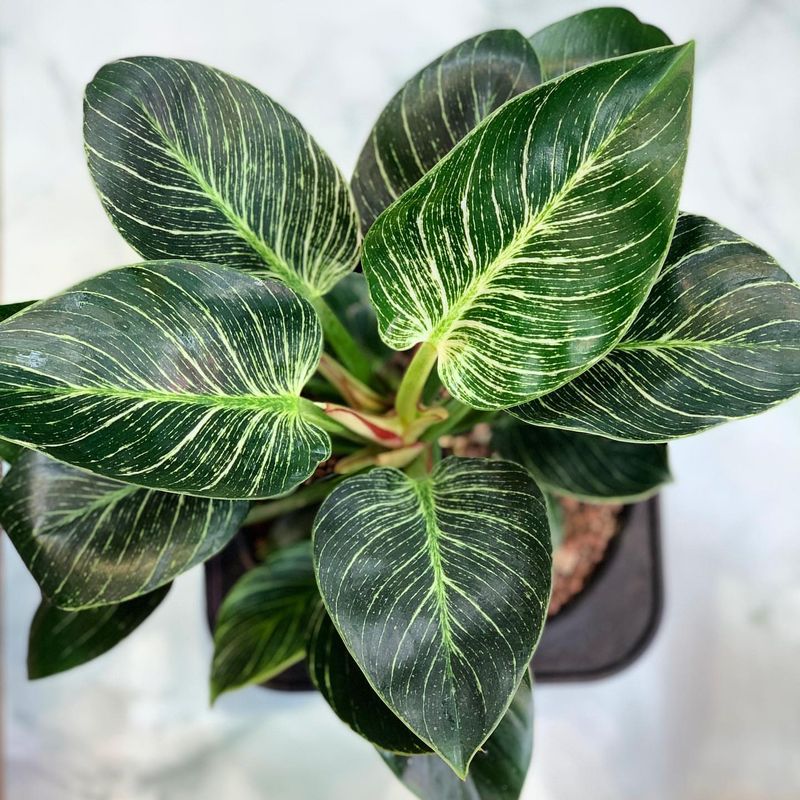 Philodendron Birkin
