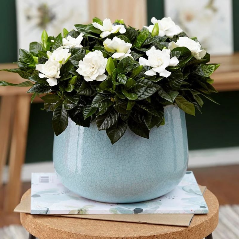 Gardenia