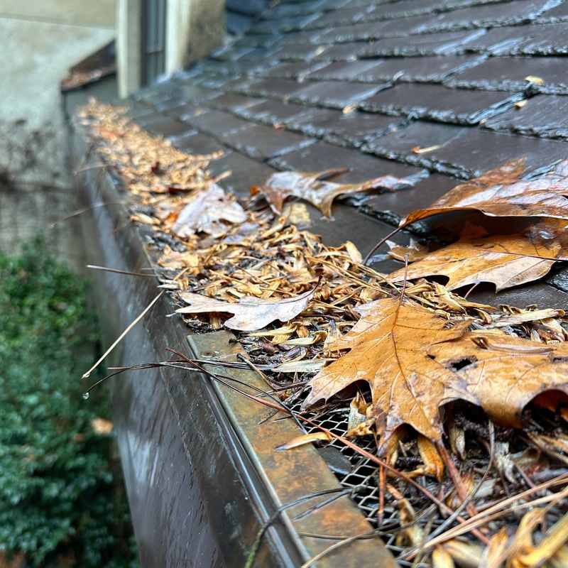 Natural vs. Nuisance: When Leaves Become A Legal Problem