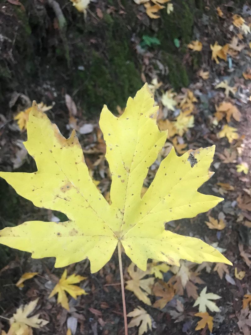 Western Sycamores: Riparian Guardians Under Law