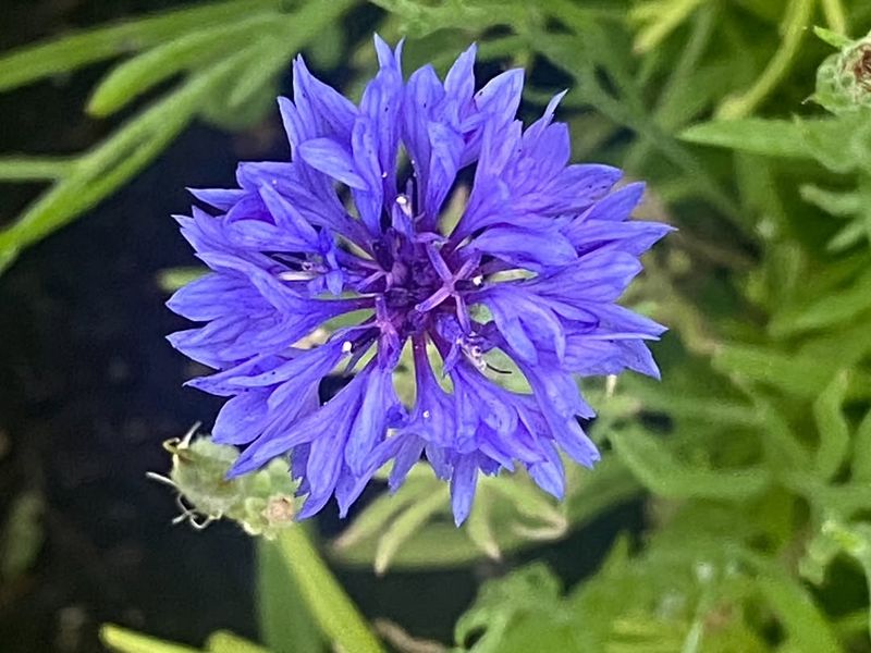 Bachelor's Button