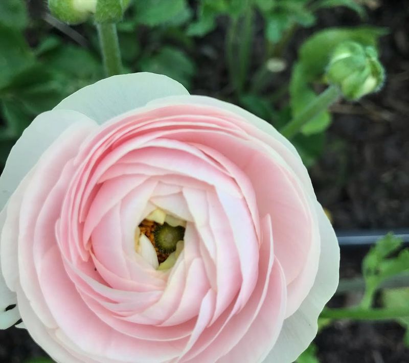 Ranunculus
