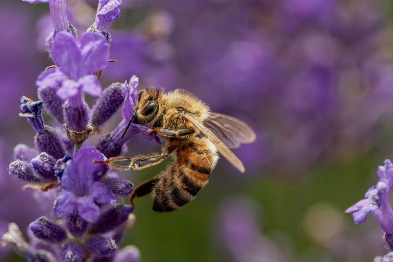 Attracts Beneficial Pollinators