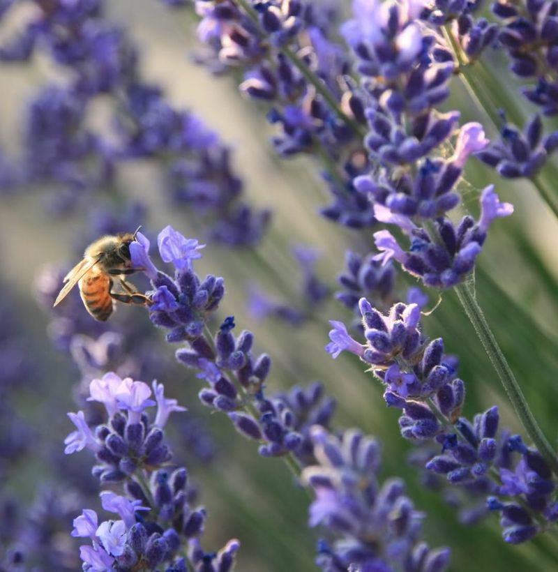 Attracts Beneficial Pollinators