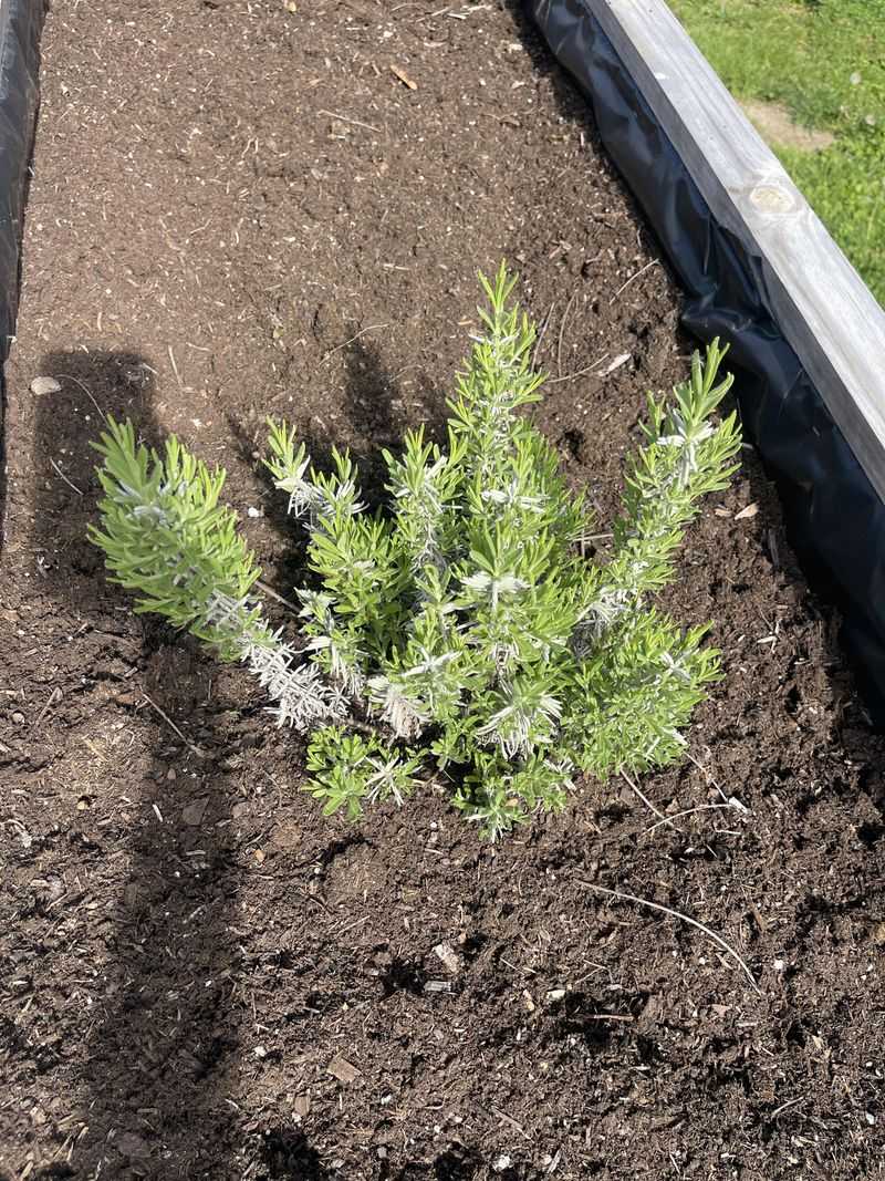 Thrives In Missouri's Clay Soil Conditions