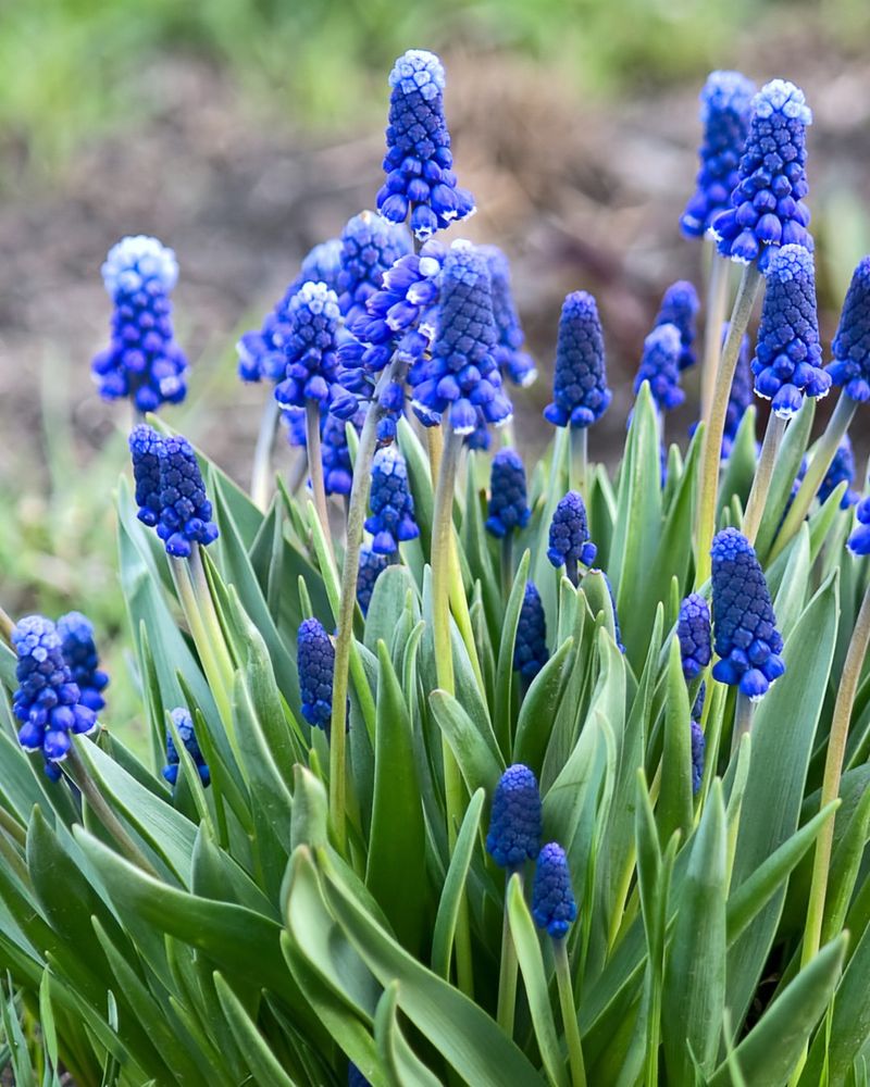 Muscari (Grape Hyacinth)
