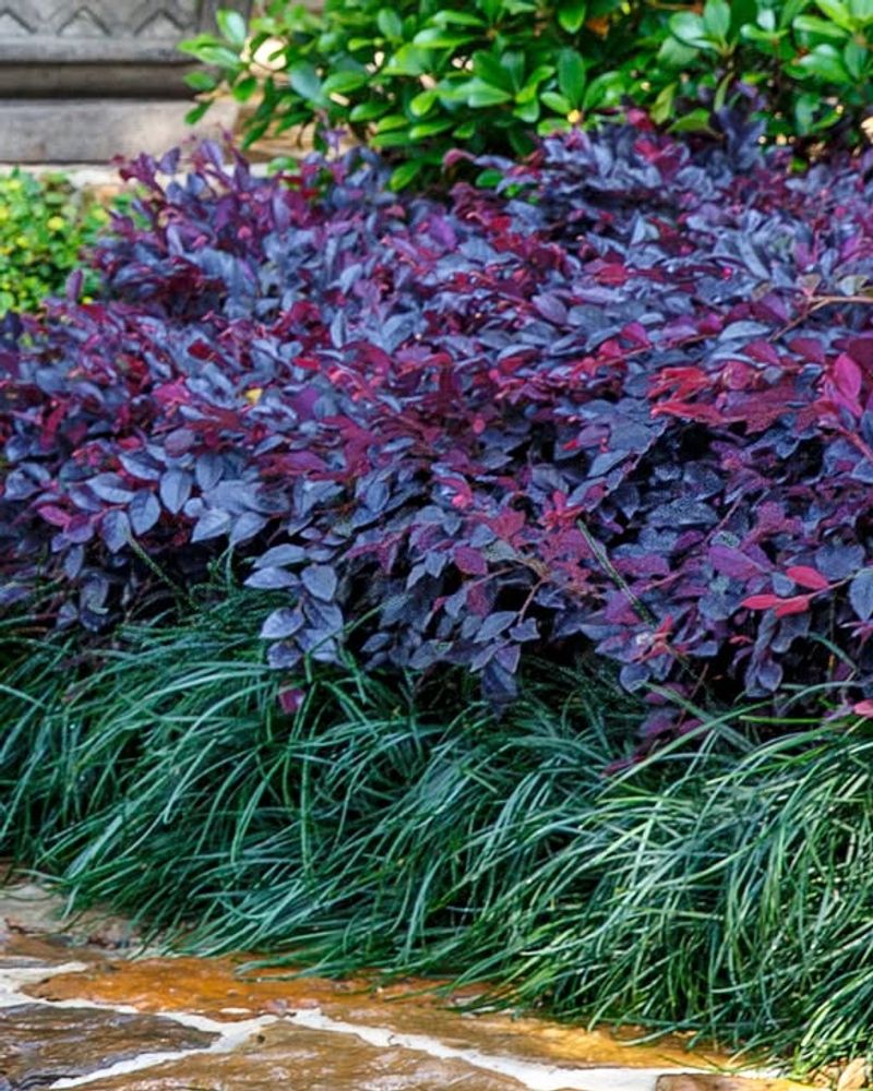Loropetalum