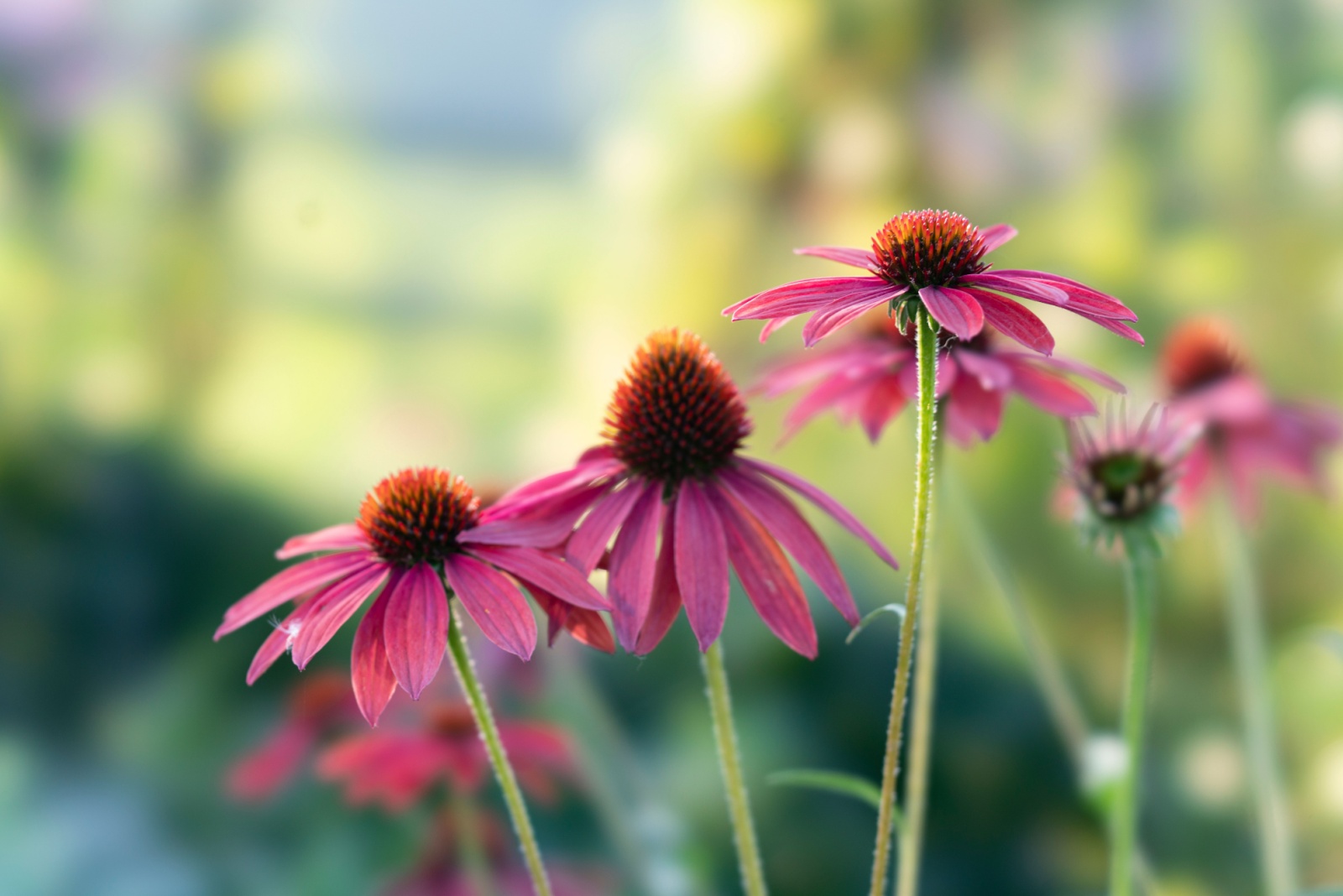 Can Coneflowers Survive Frost In Illinois? Here’s What Gardeners Should Know