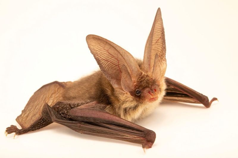 Northern Long-Eared Bats