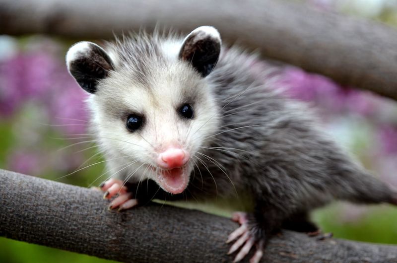 Opossums Wandering Backyards