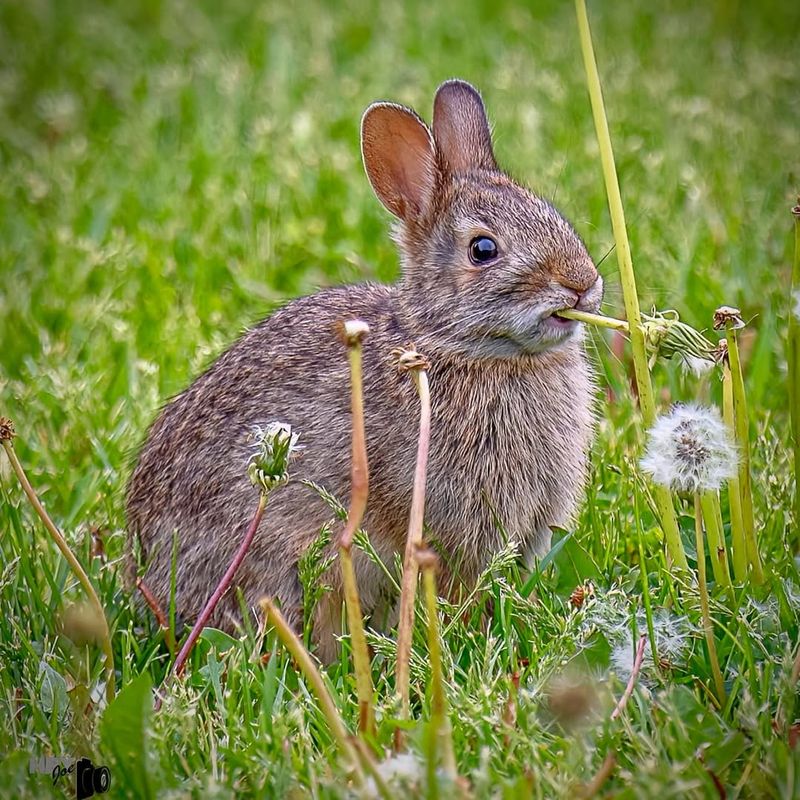Eastern Cottontail Rabbit