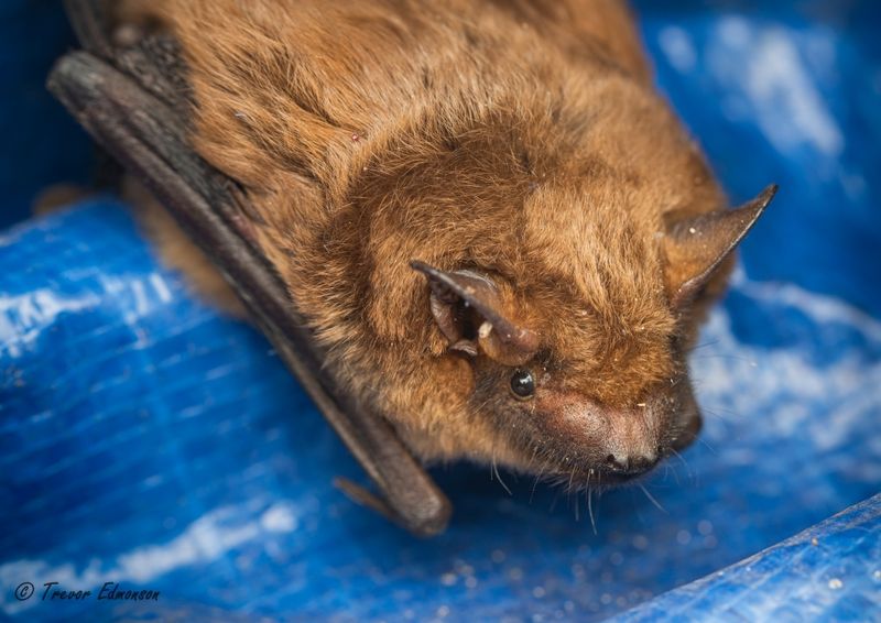 Big Brown Bat