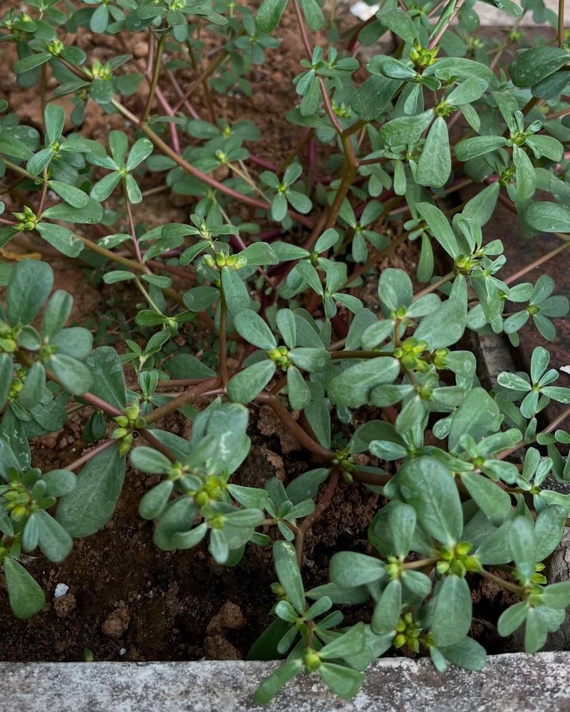 Purslane