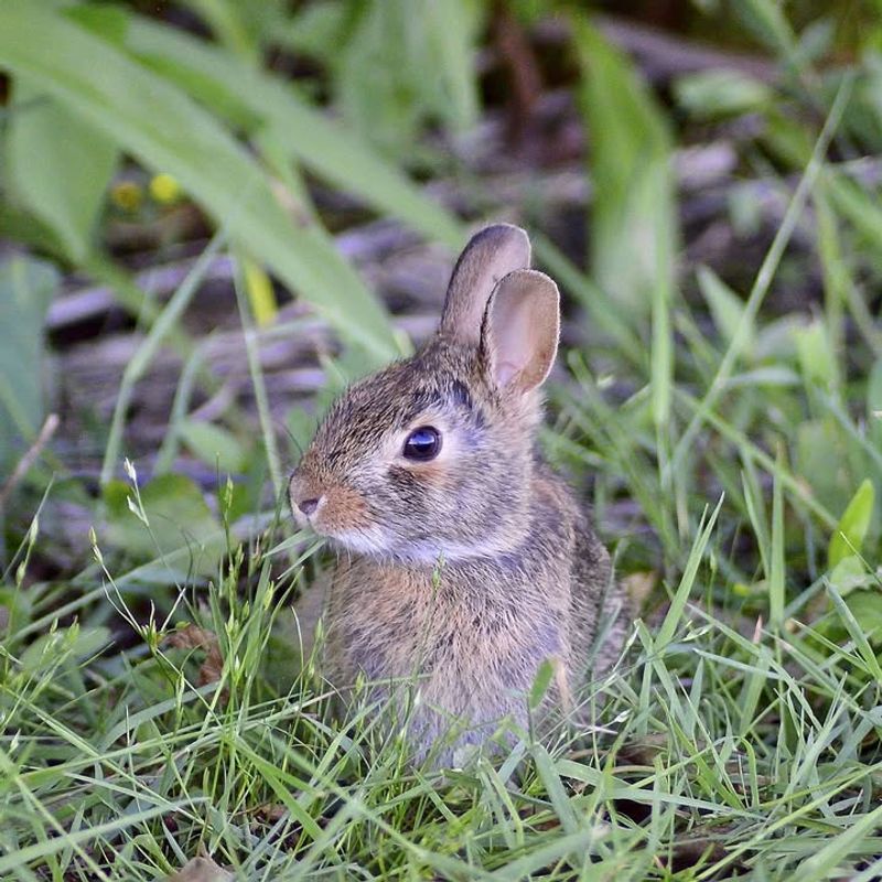 Eastern Cottontail Rabbits
