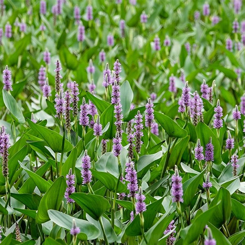 Pickerelweed
