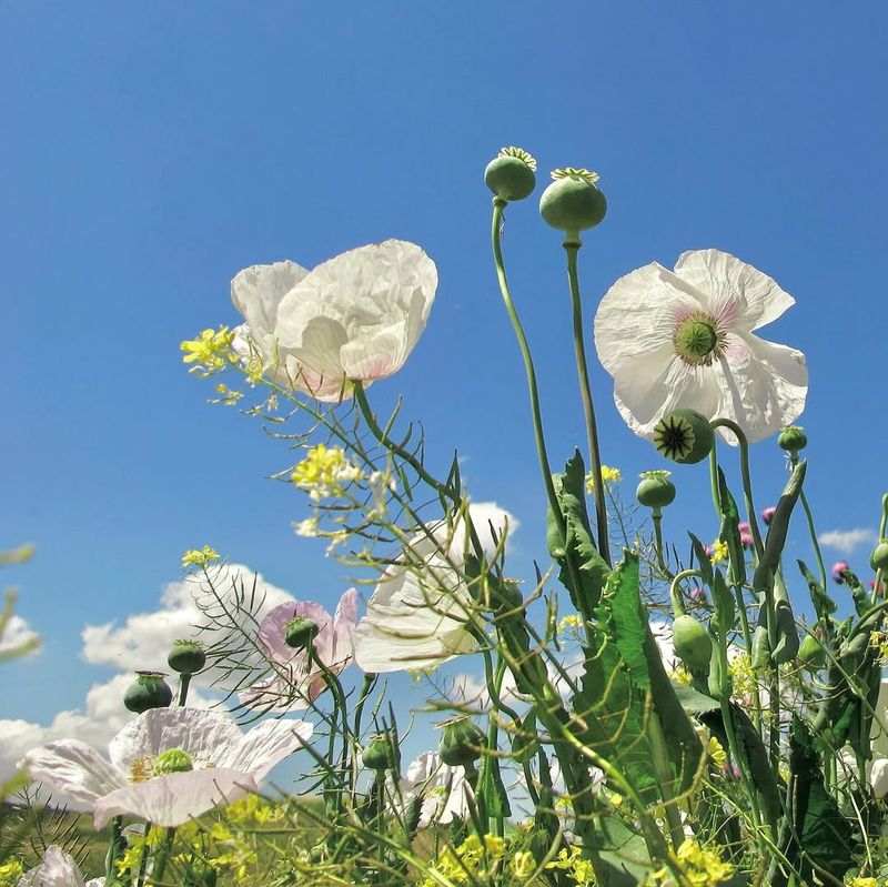 Opium Poppies (Papaver somniferum)