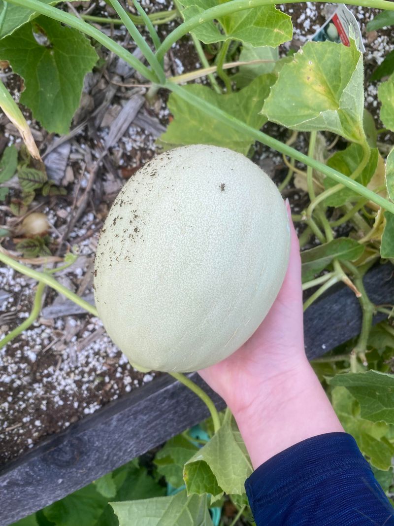 Honeydew Melon