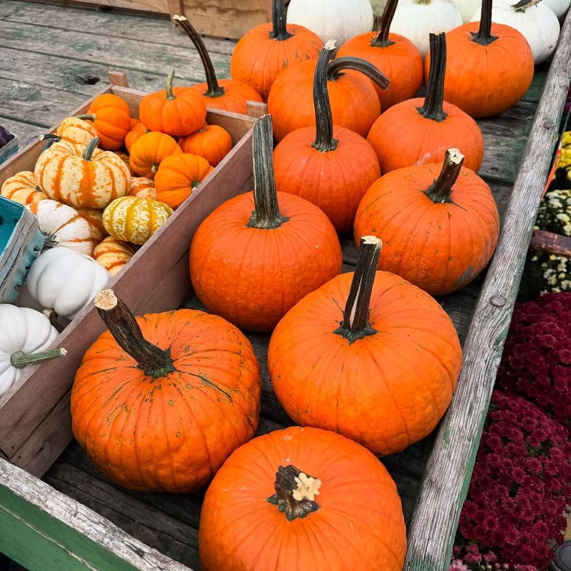 Pumpkins
