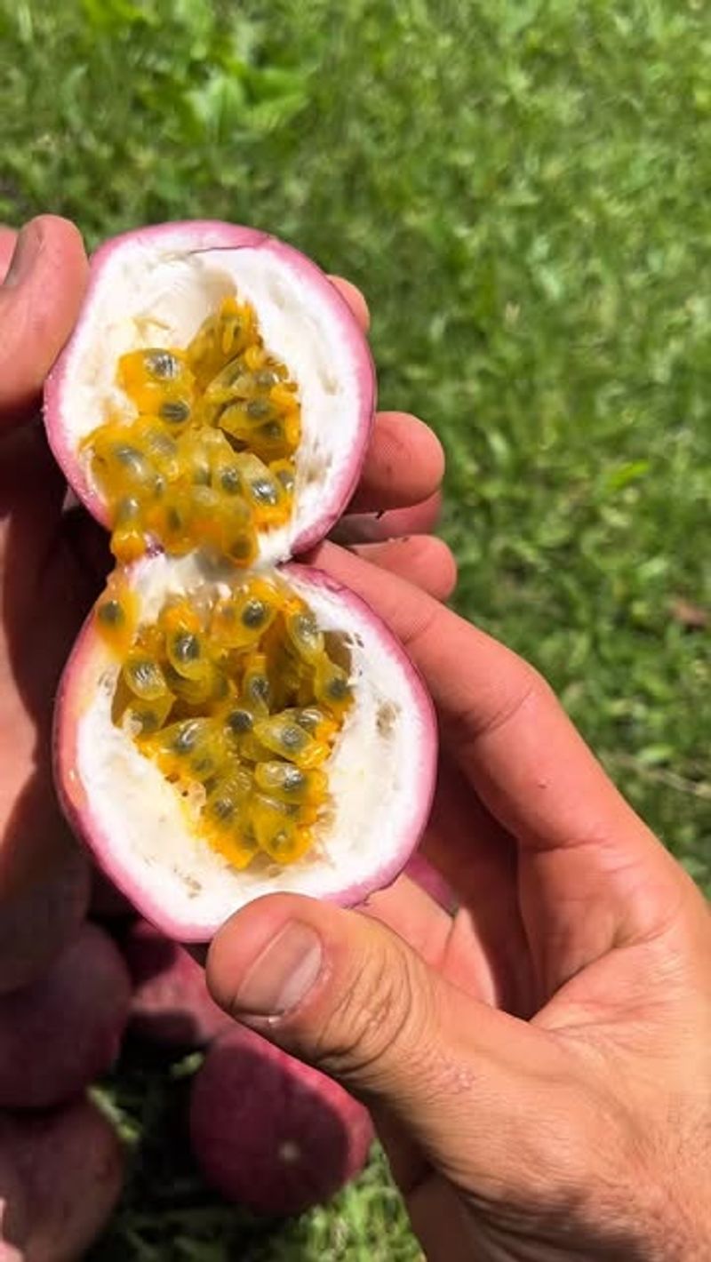 Passion Fruit