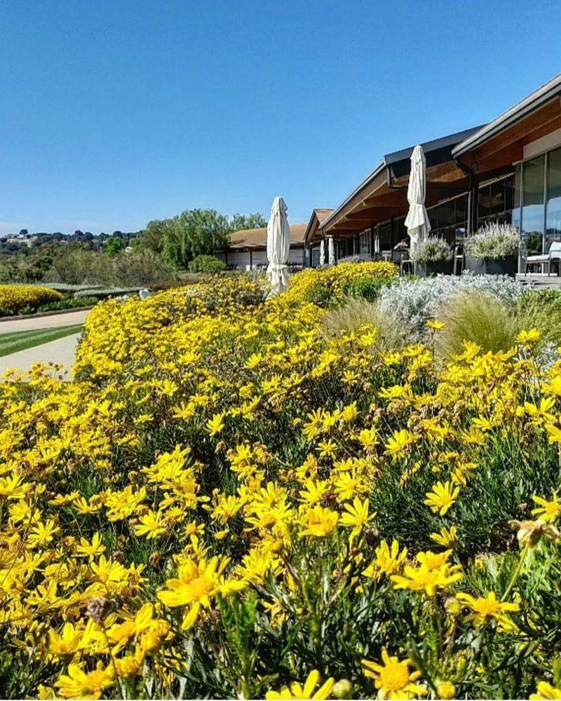 Bush Daisy