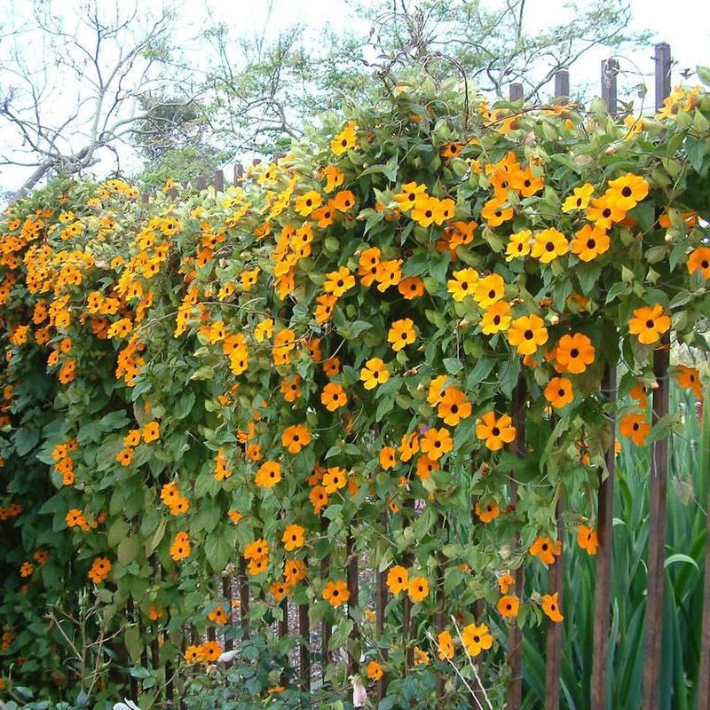 Thunbergia