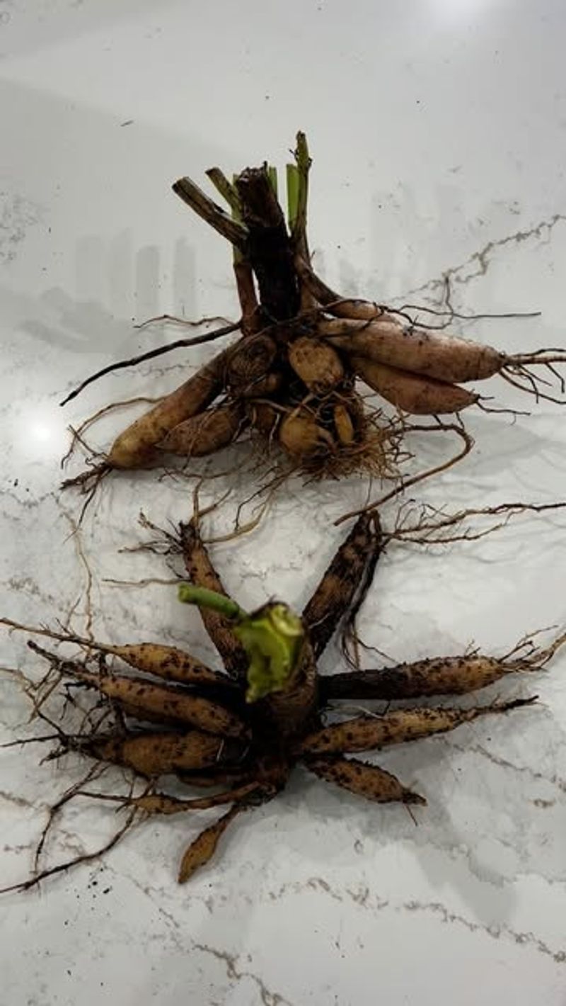Rinse Away Soil And Inspect For Problems