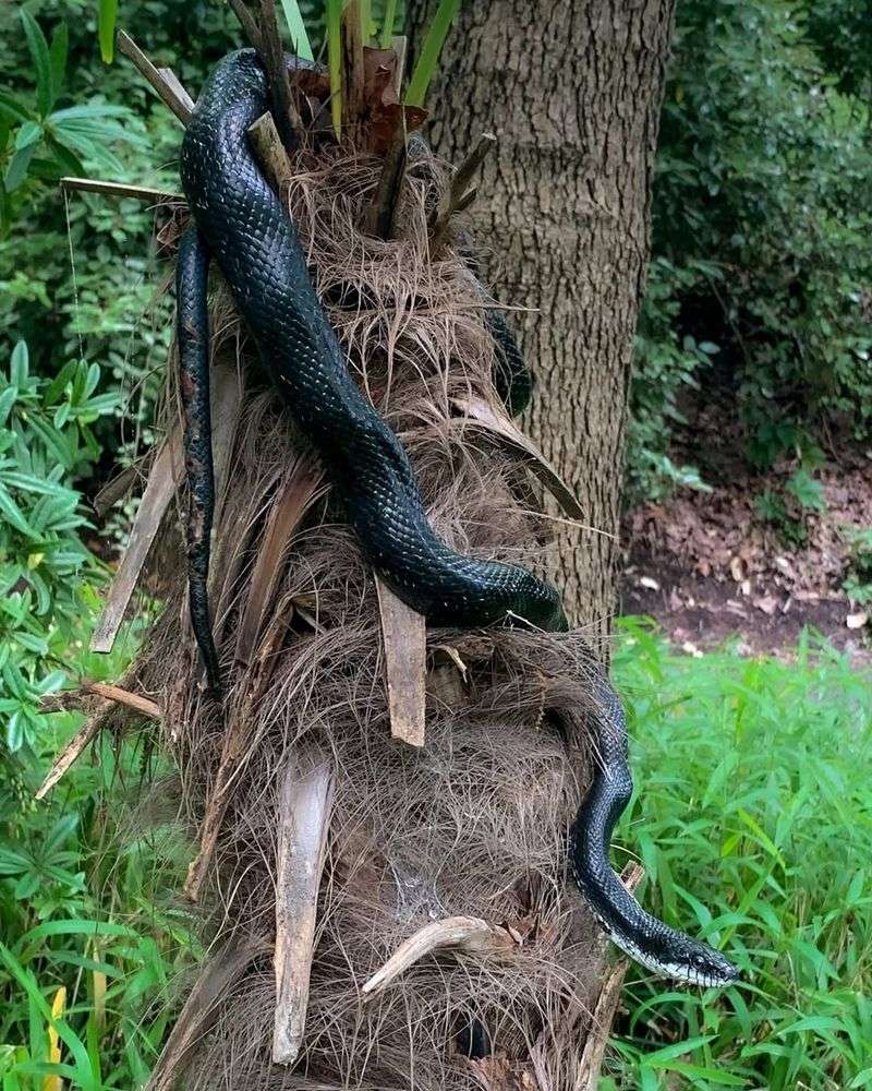 Black Rat Snake