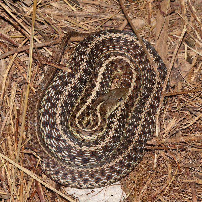 Eastern Garter Snake