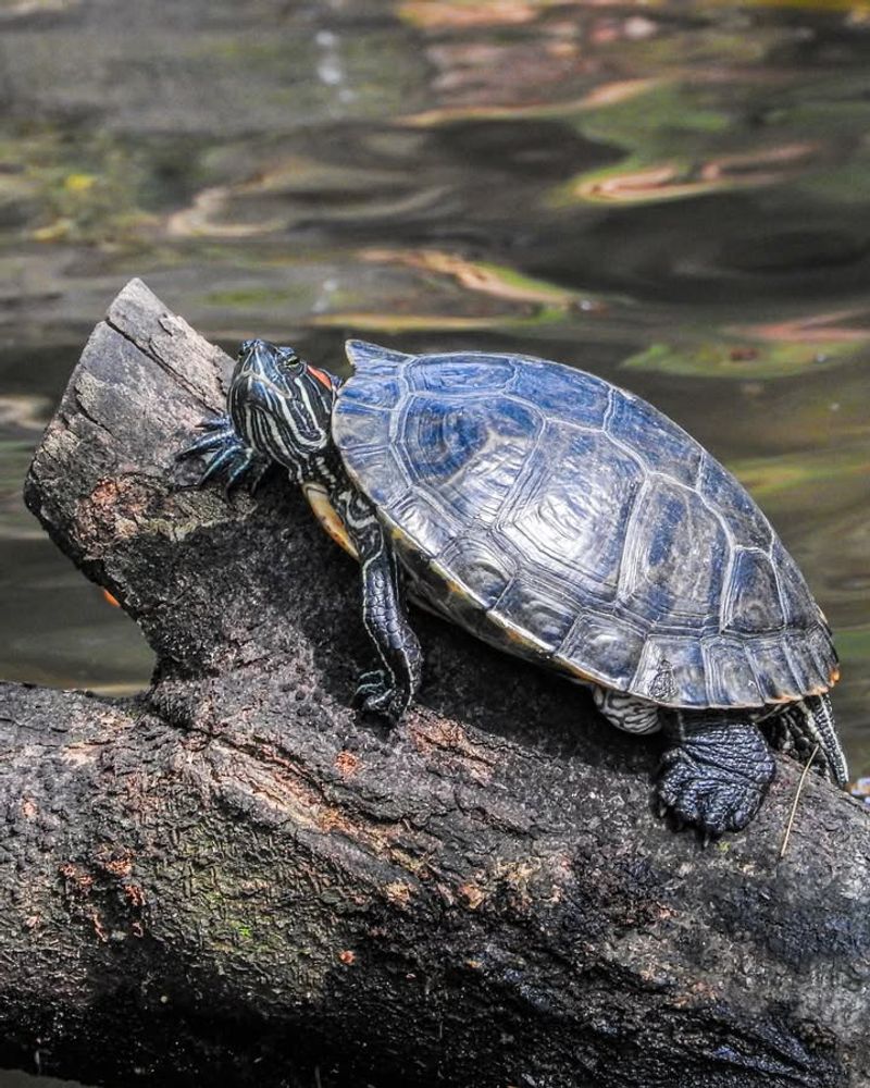 Red-Eared Slider Turtle