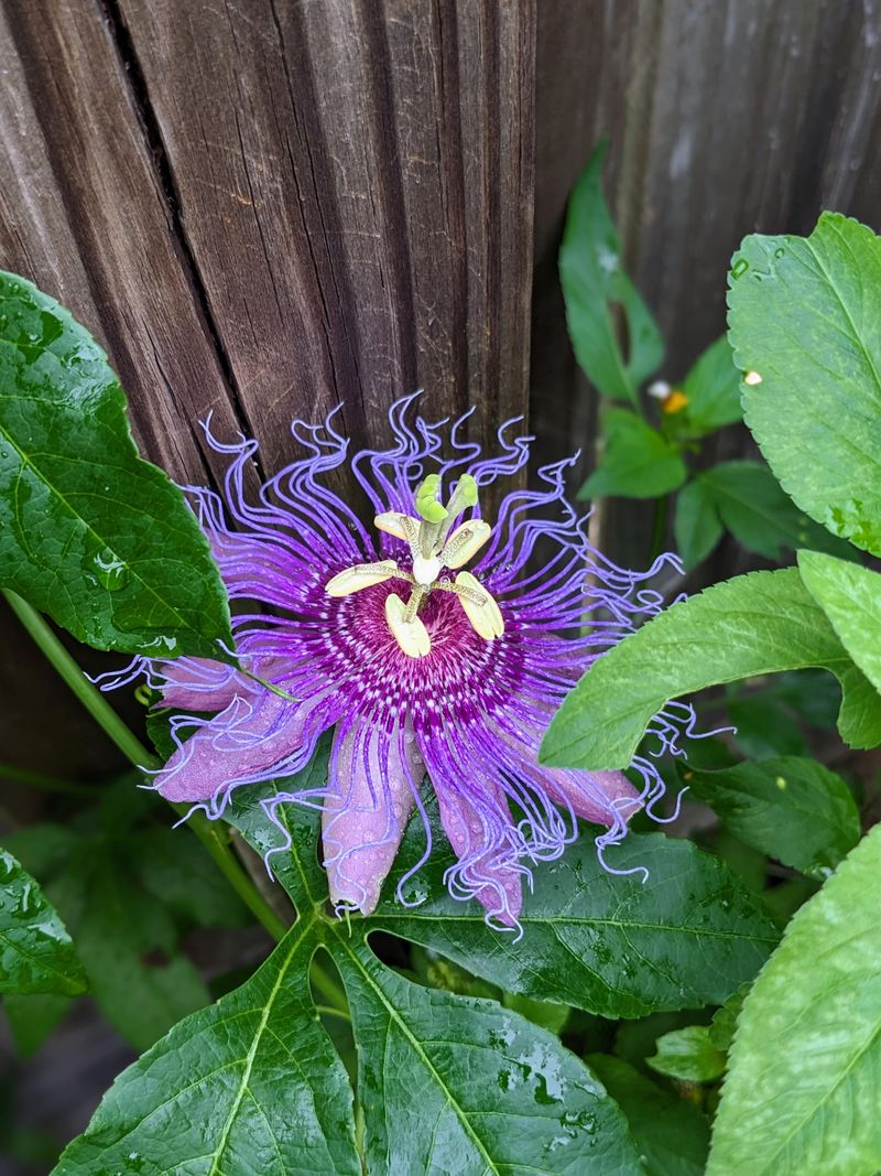 Passion Vine (Passiflora)