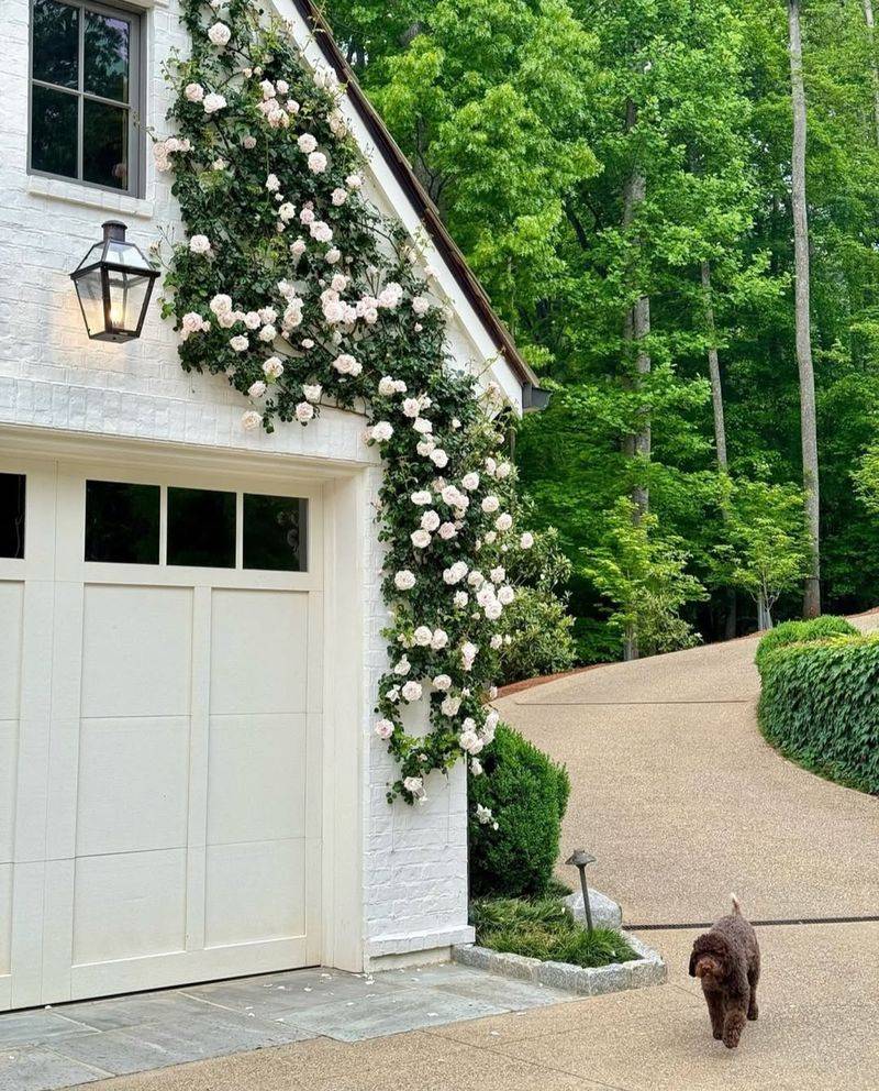Climbing Roses: Classic Southern Charm