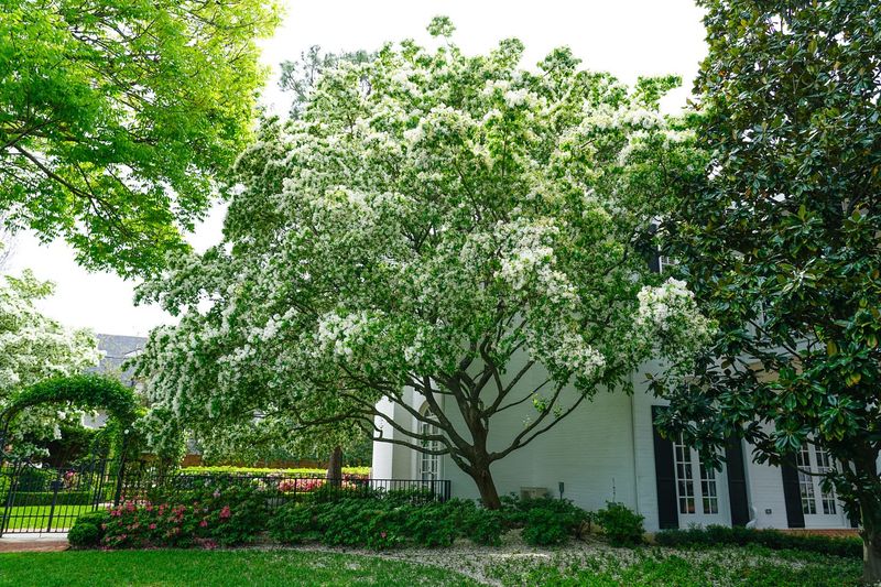 Fringe Tree