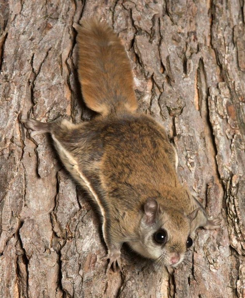 Southern Flying Squirrel