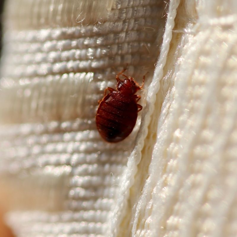 Bed Bugs
