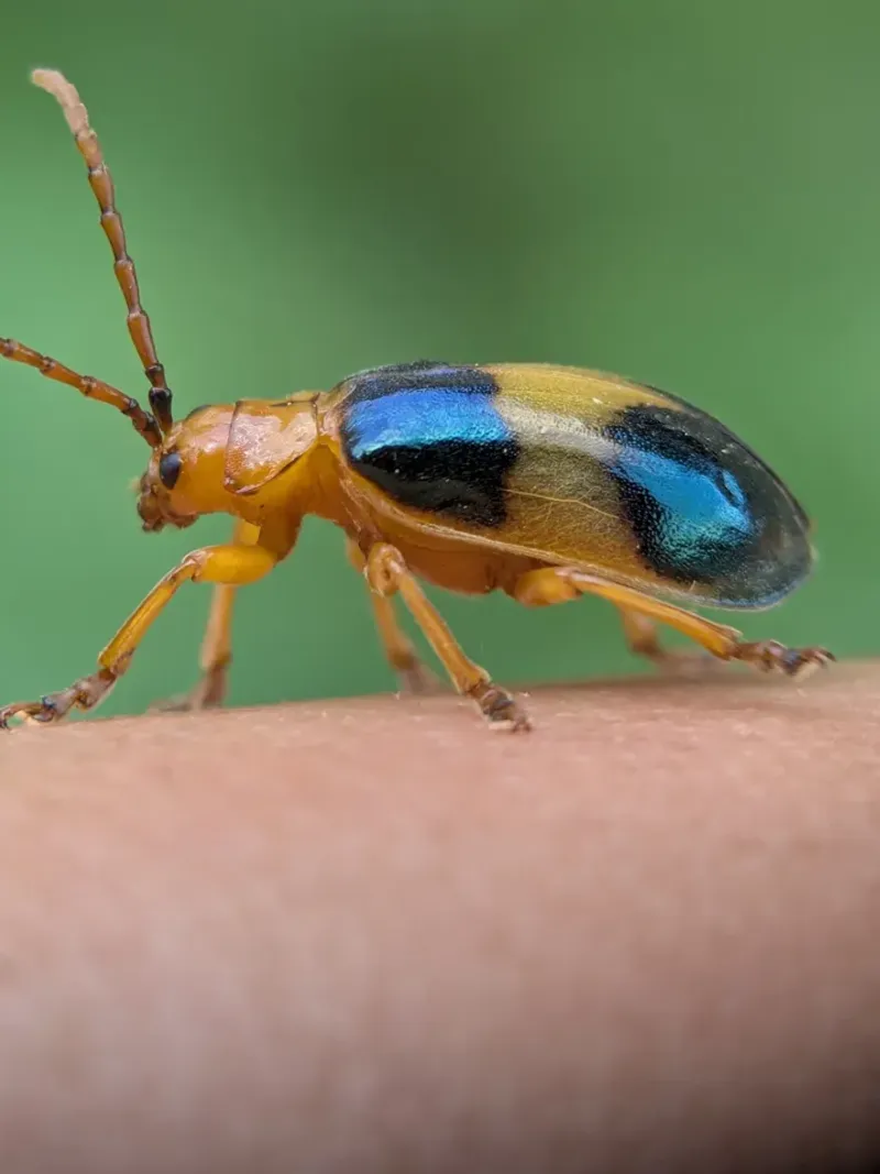 Elm Leaf Beetles