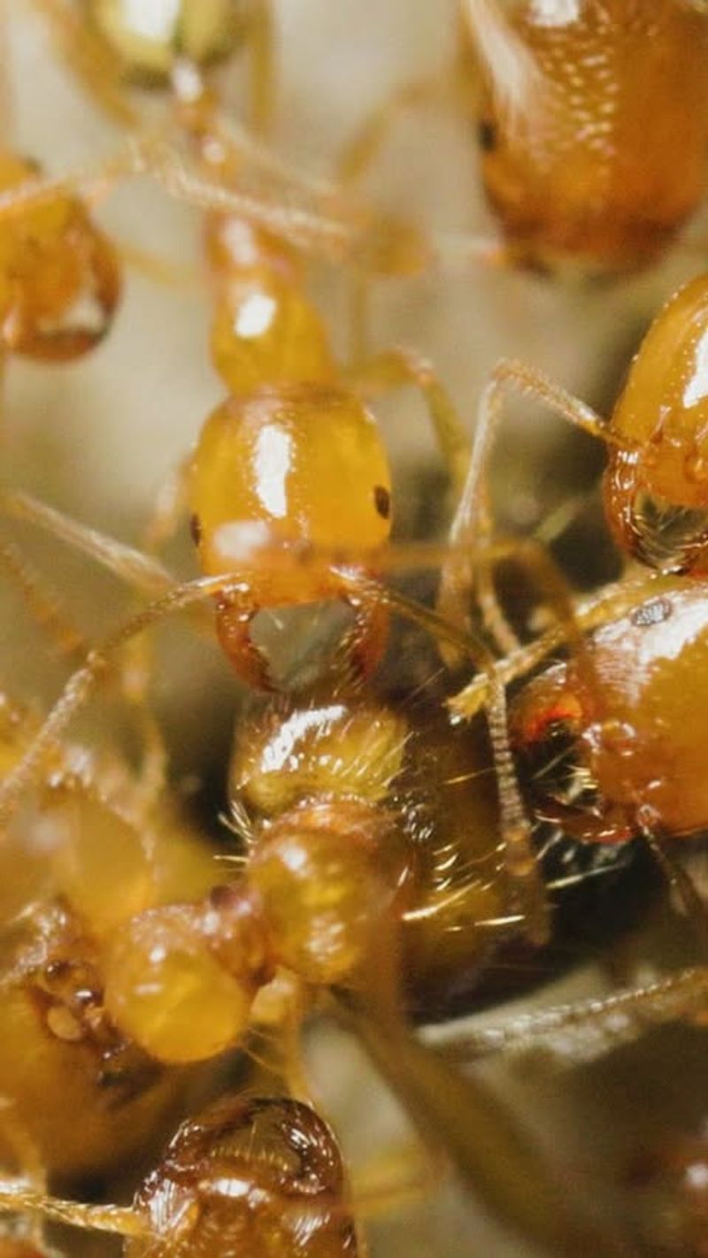 Pharaoh Ants