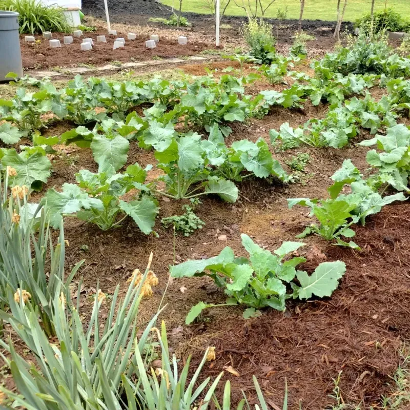 Garden-Friendly Foragers