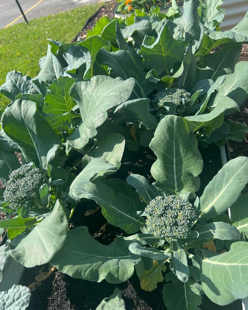 Broccoli