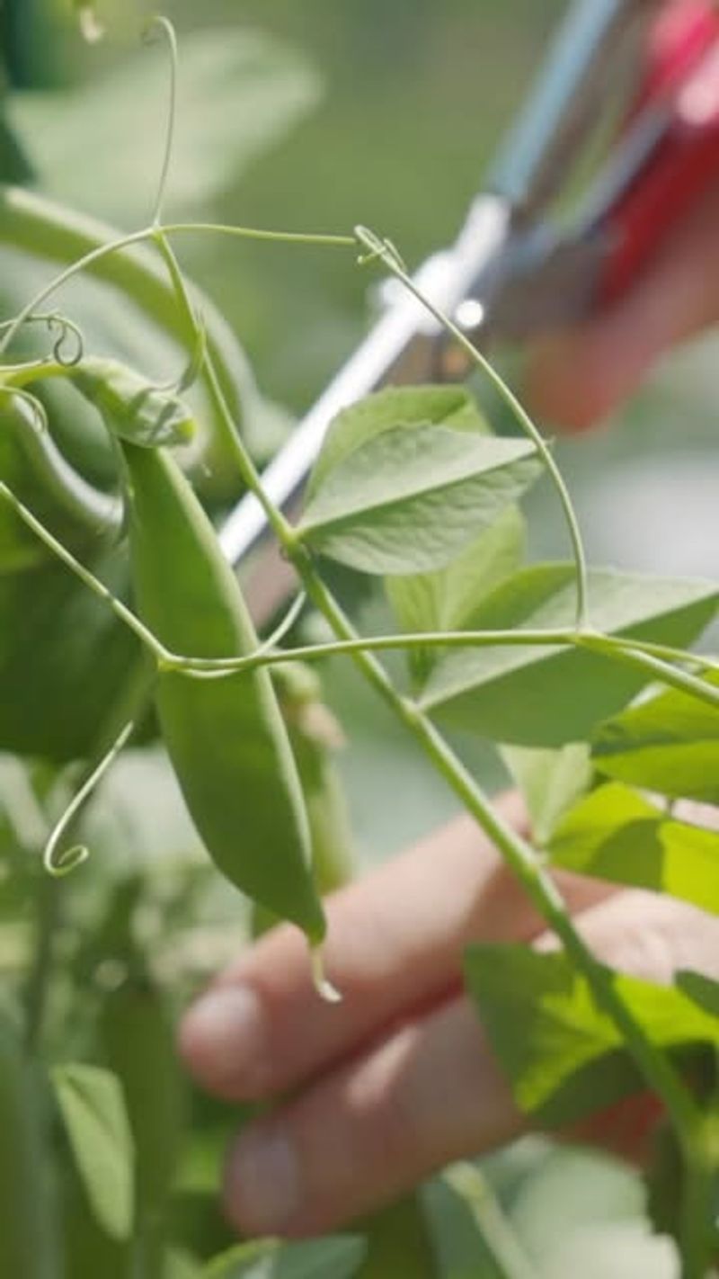 Peas