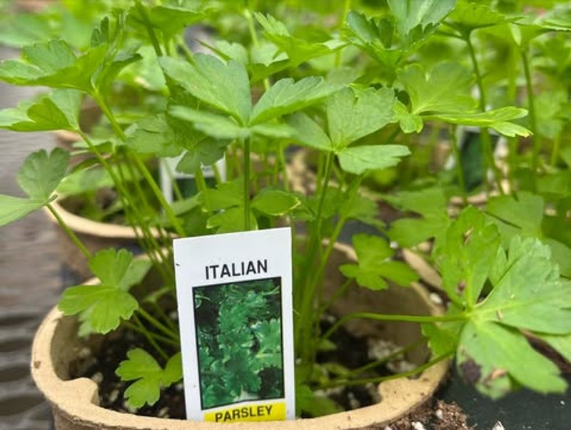 Herbs (Basil, Parsley, Cilantro)