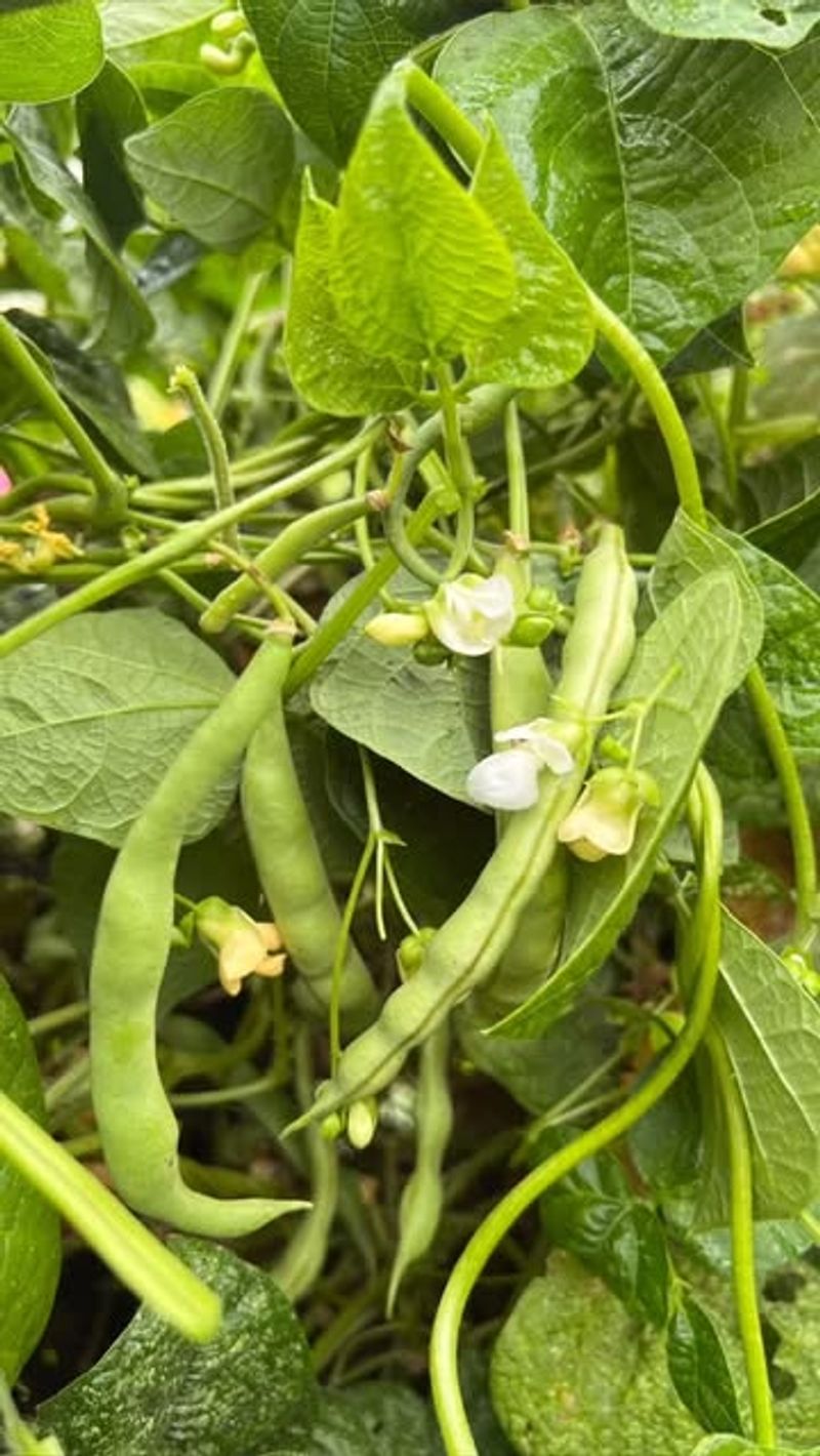 Green Beans