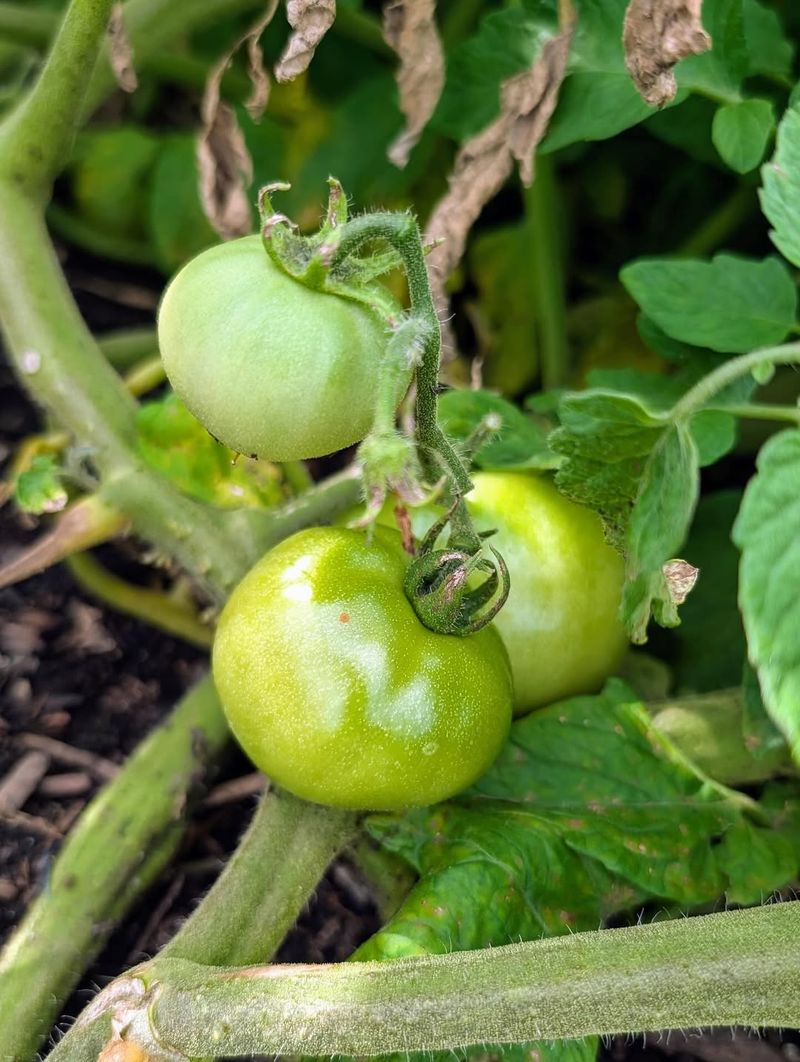 Tomatoes