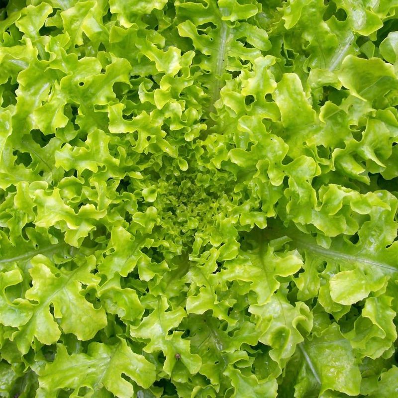 Lettuce: The Season Extender