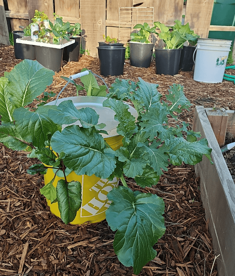 Kale