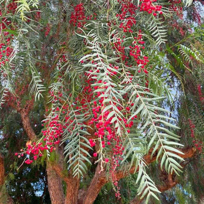 Warm Microclimate Around Dense Foliage