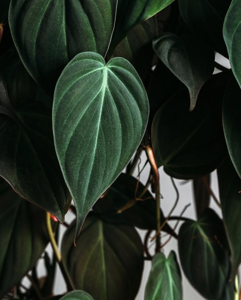 Philodendron