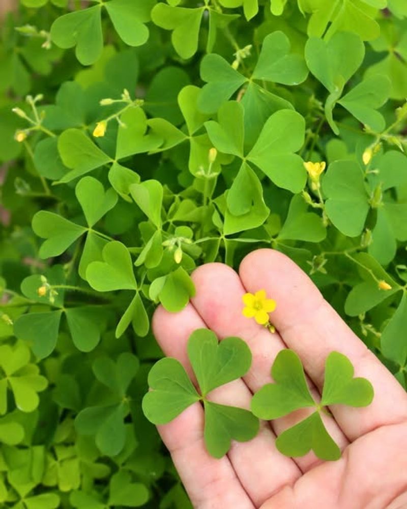 Wood Sorrel