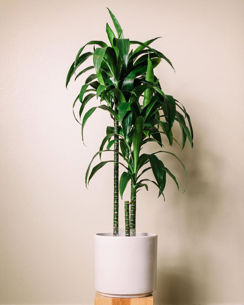 Dracaena